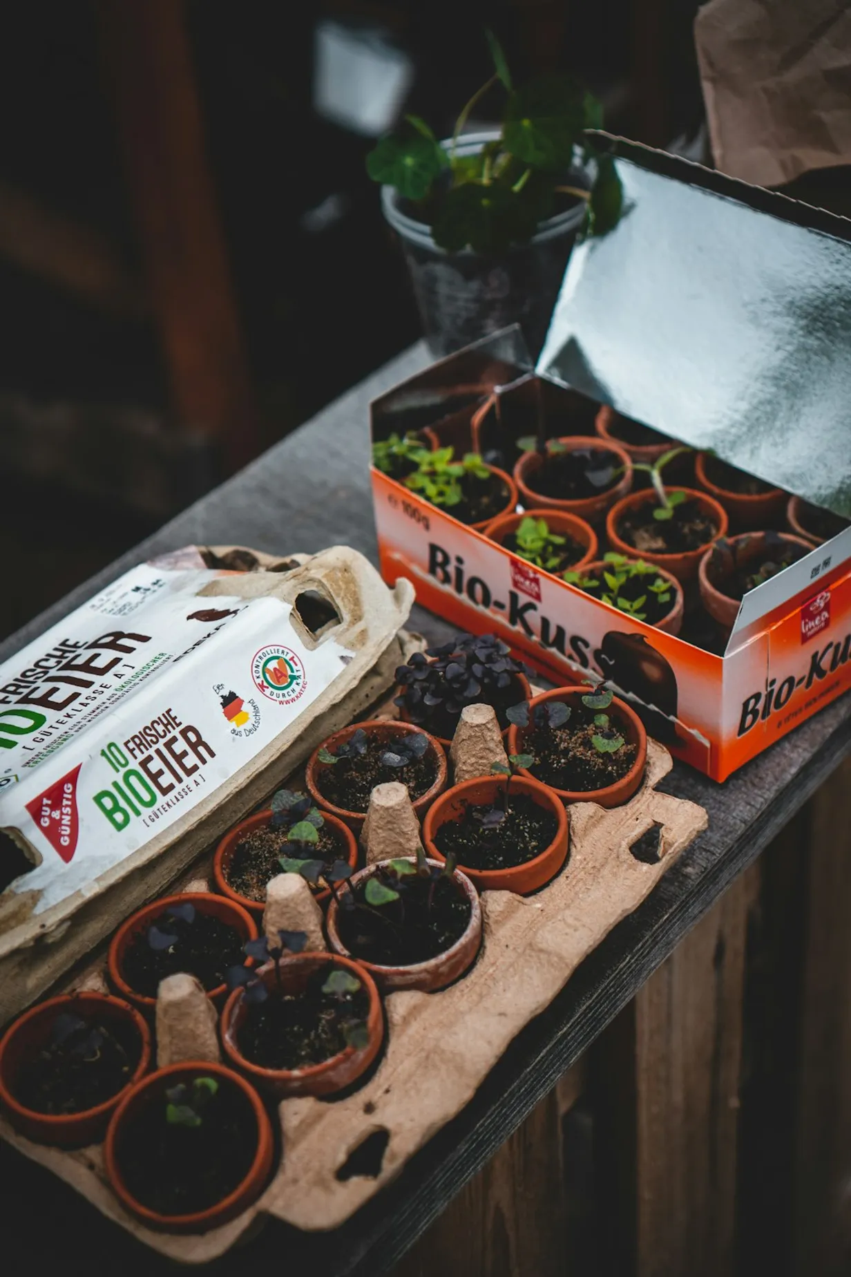 The Rise of Smart Indoor Gardening SystemsIllustration