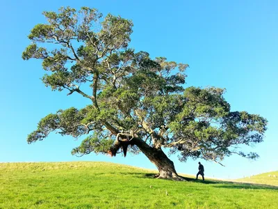 Using Faux Olive Trees in Your Home to Improve EnergyIllustration